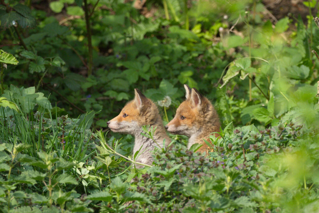 Red fox