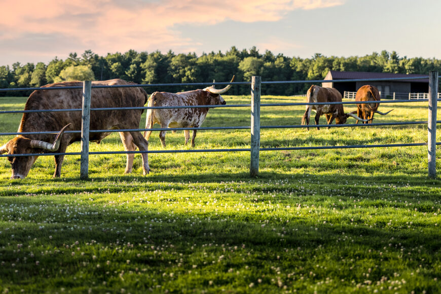 An Authentic Ranch Experience